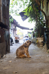 Dog01