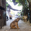 Dog01
