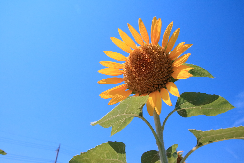 この夏1枚は撮りたかったヒマワリ