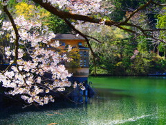 鎌北湖サクラ