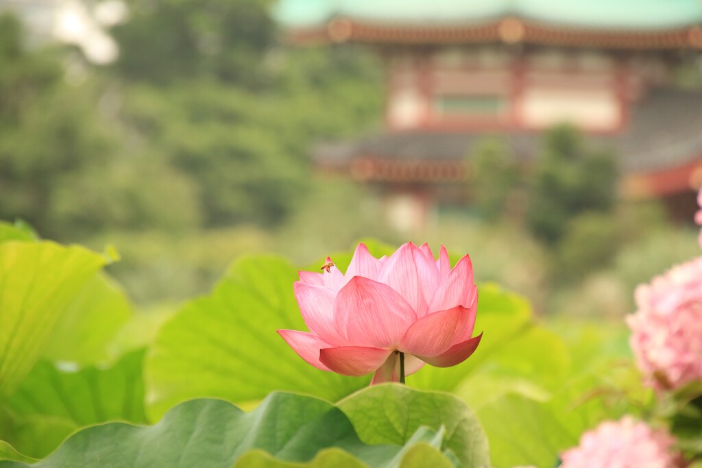 不忍池の蓮1