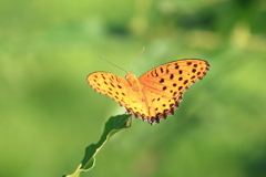 ヒョウモンチョウ