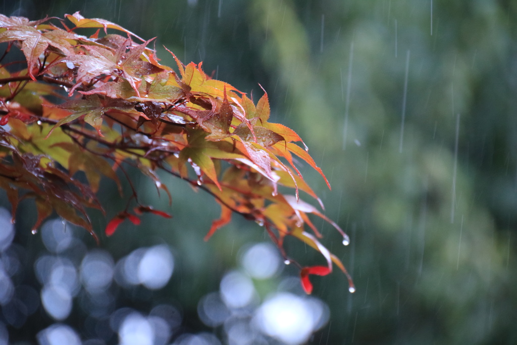 雨