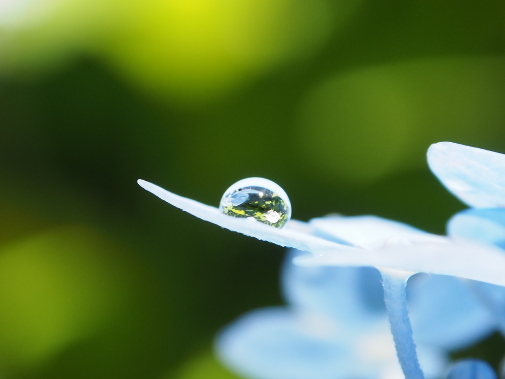 雨あがりの紫陽花