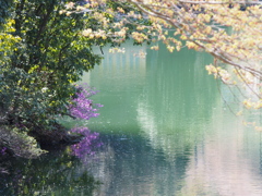 鎌北湖つつじ