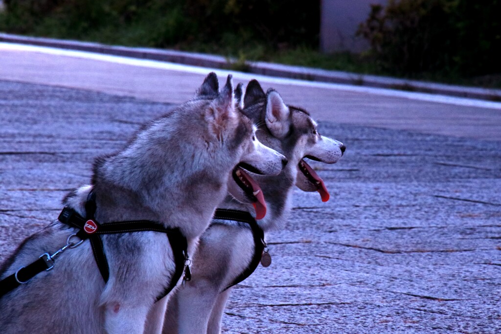 暑いですがお利巧です。