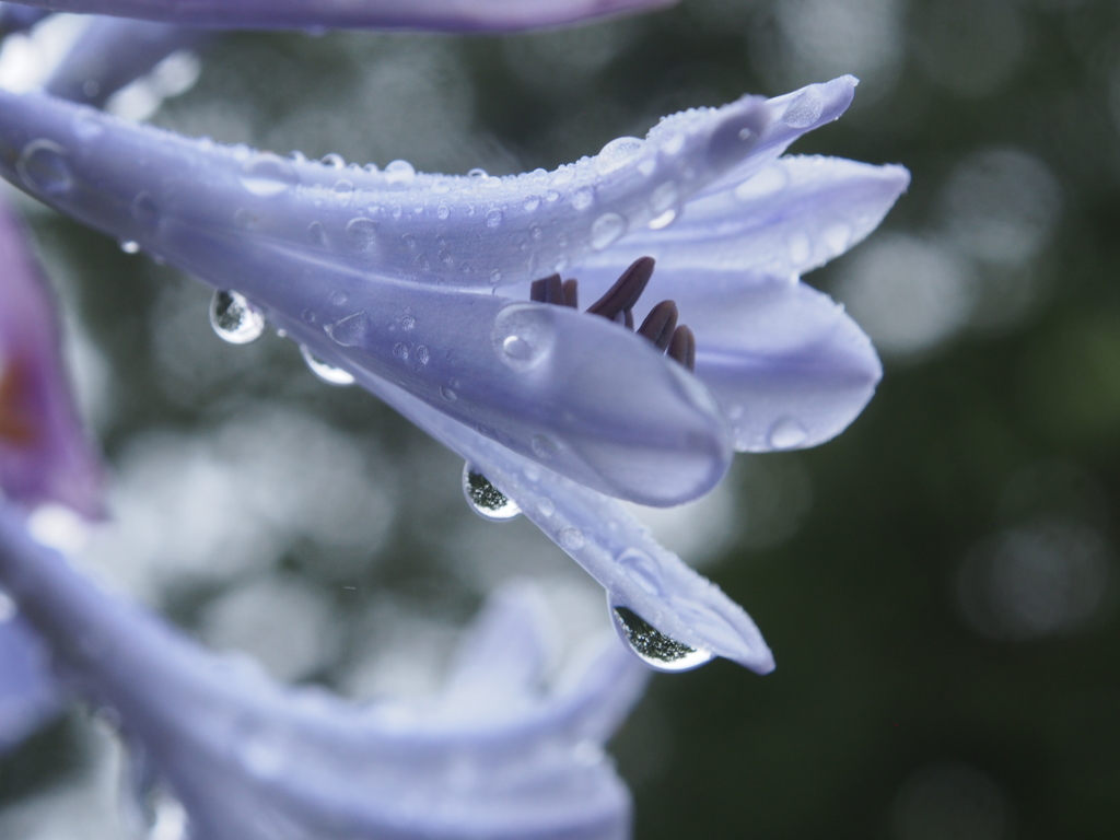 雨に濡れて