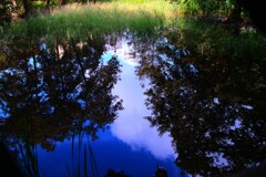 池の中の青空
