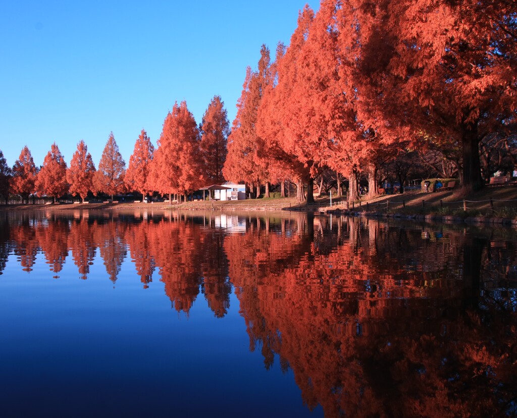 メタセコイアの紅葉