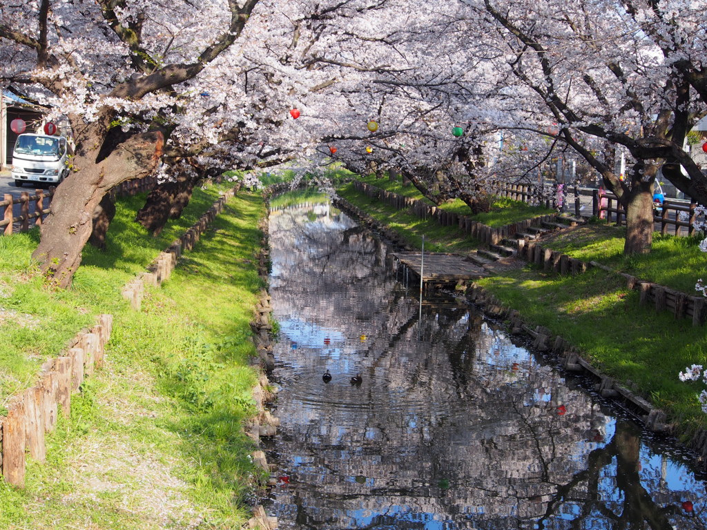 川越　新河岸川の桜