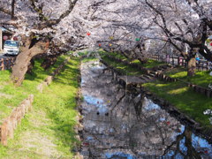 川越　新河岸川の桜