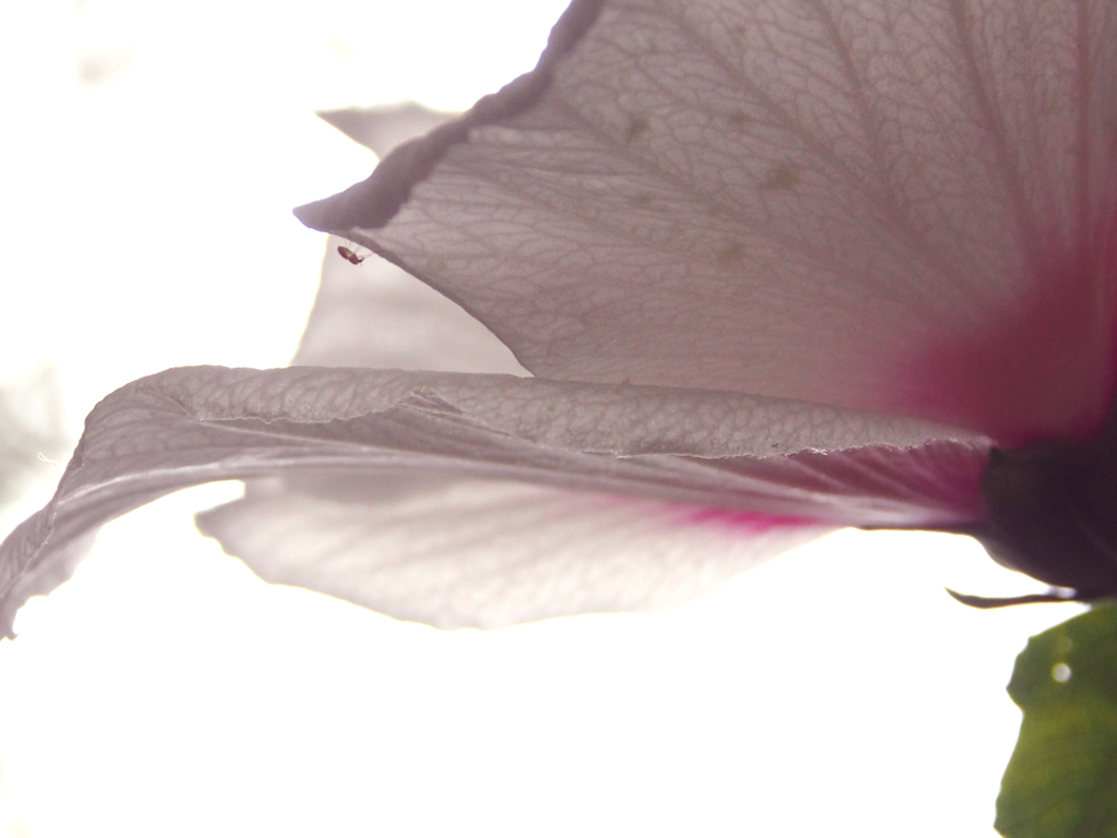 木槿の花