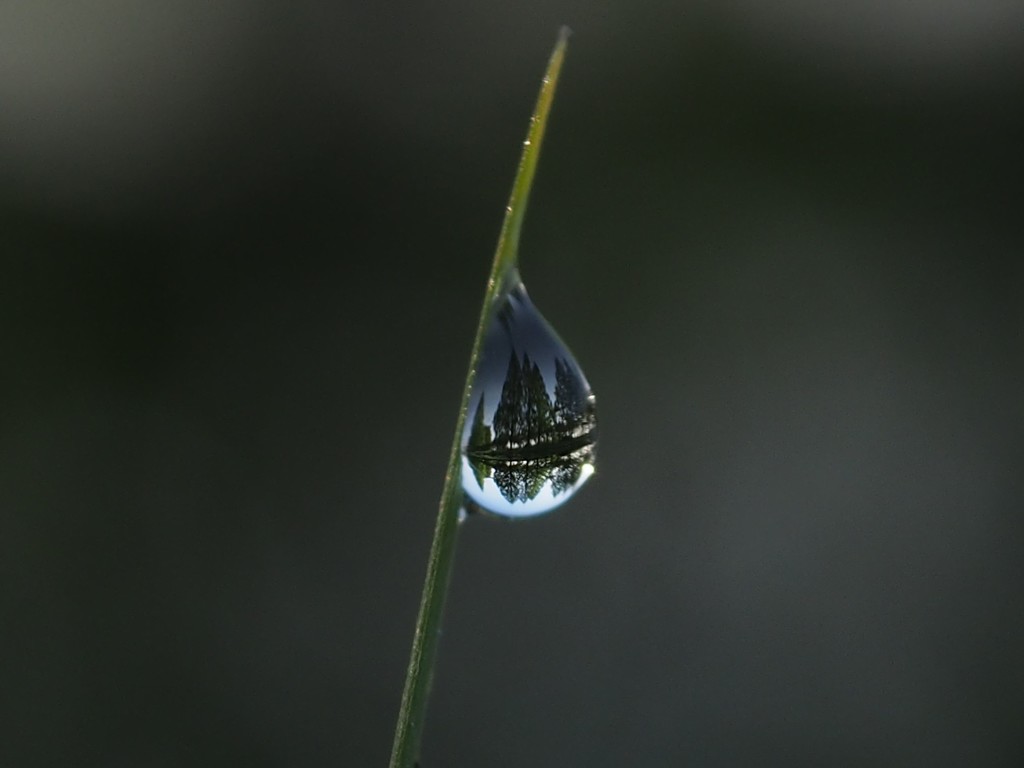 朝露の中に