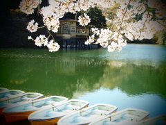 鎌北湖桜