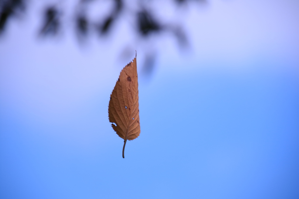 蜘蛛の糸