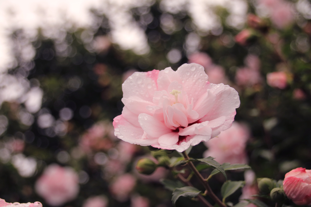 雨に濡れて花