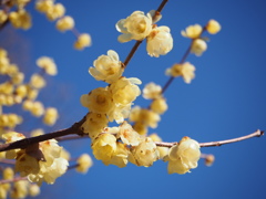 蝋梅の香り