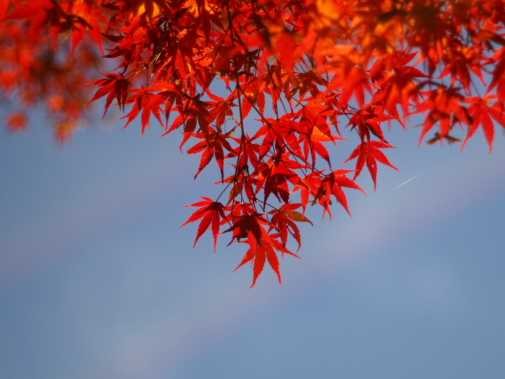 紅葉-2