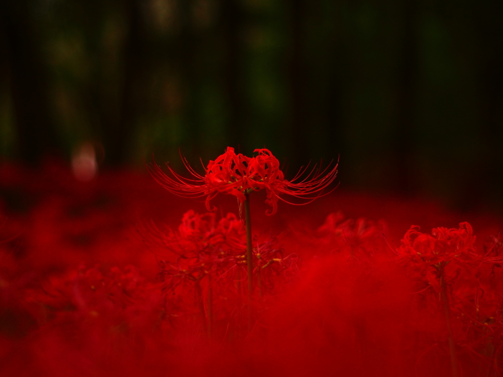 曼殊沙華