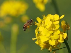 菜の花とミツバチ