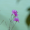 鎌北湖　ツツジ