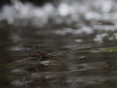 水面の世界