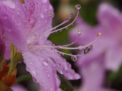 雨に濡れて