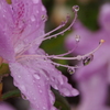 雨に濡れて