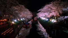 松川べりの夜桜