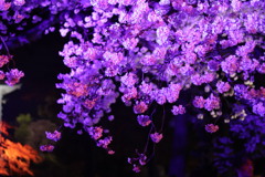 小田原城の夜桜②