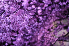 小田原城の夜桜③