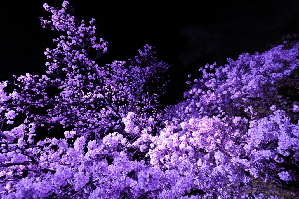 小田原城の夜桜