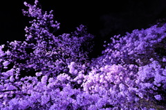 小田原城の夜桜