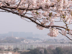 高台より