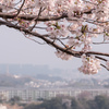 高台より