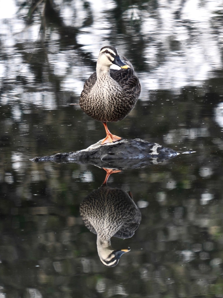 reflection
