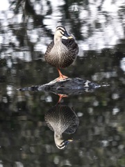 reflection