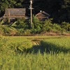 20100903_060617 実りの秋