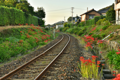 20170926_060917 線路わきに咲く曼珠沙華