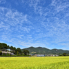 20181002_125802 収穫間近