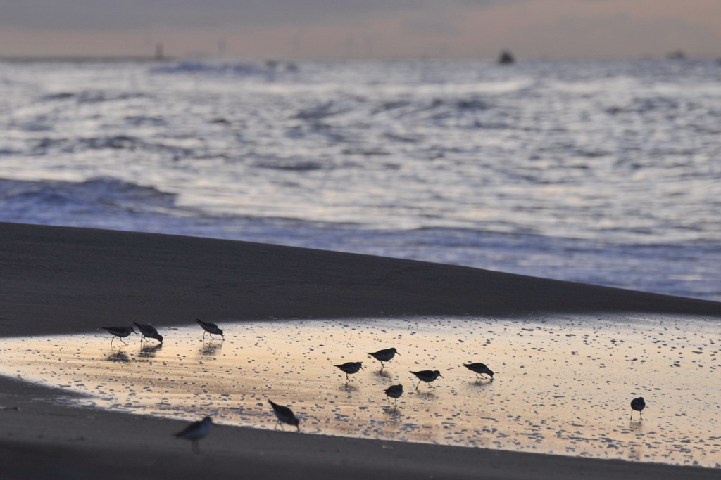 20100907_054545 遠州灘海岸 ハマシギ？