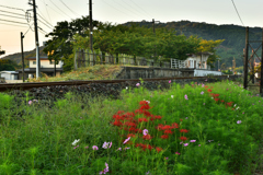 20170926_060124 線路わきに咲く曼珠沙華