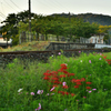 20170926_060124 線路わきに咲く曼珠沙華
