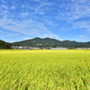 20181002_125007 収穫間近