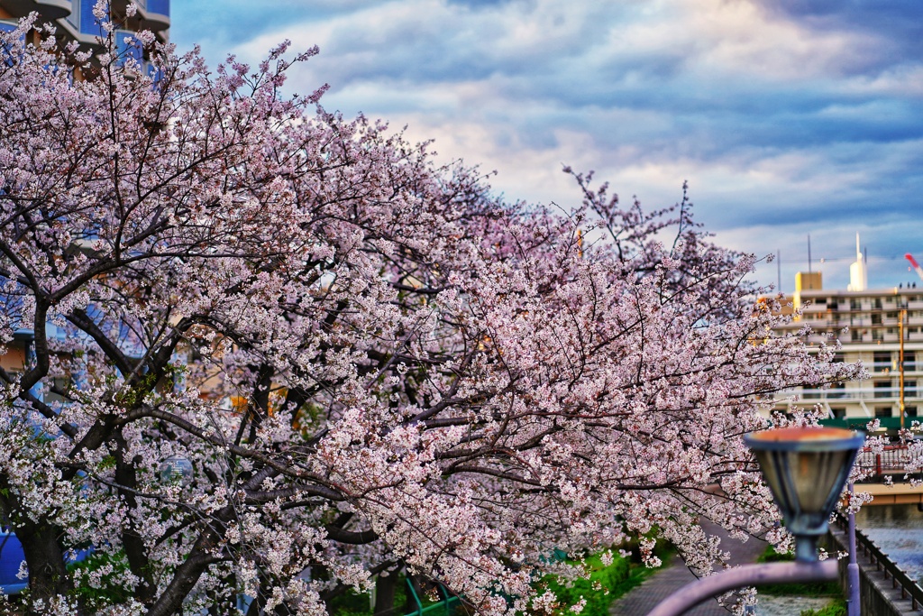 桜