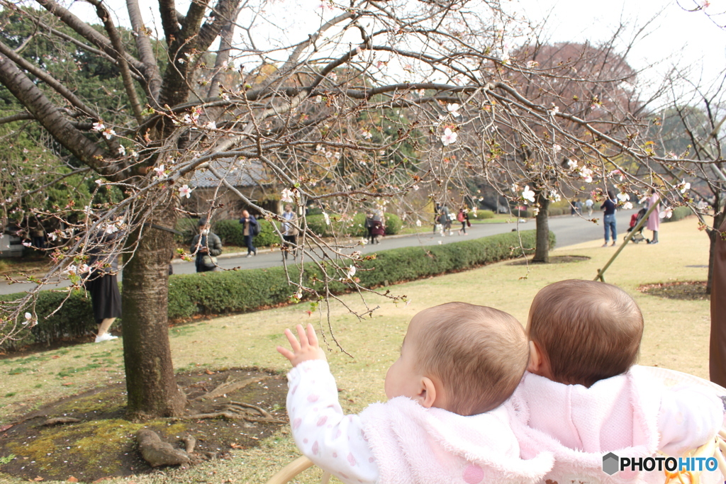秋の一般公開に桜？？