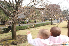 秋の一般公開に桜？？