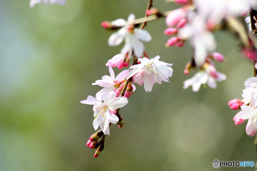 十月桜