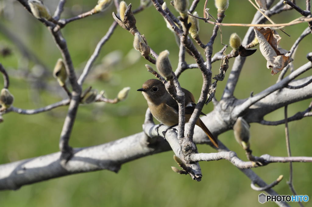 鳥も冬支度その②