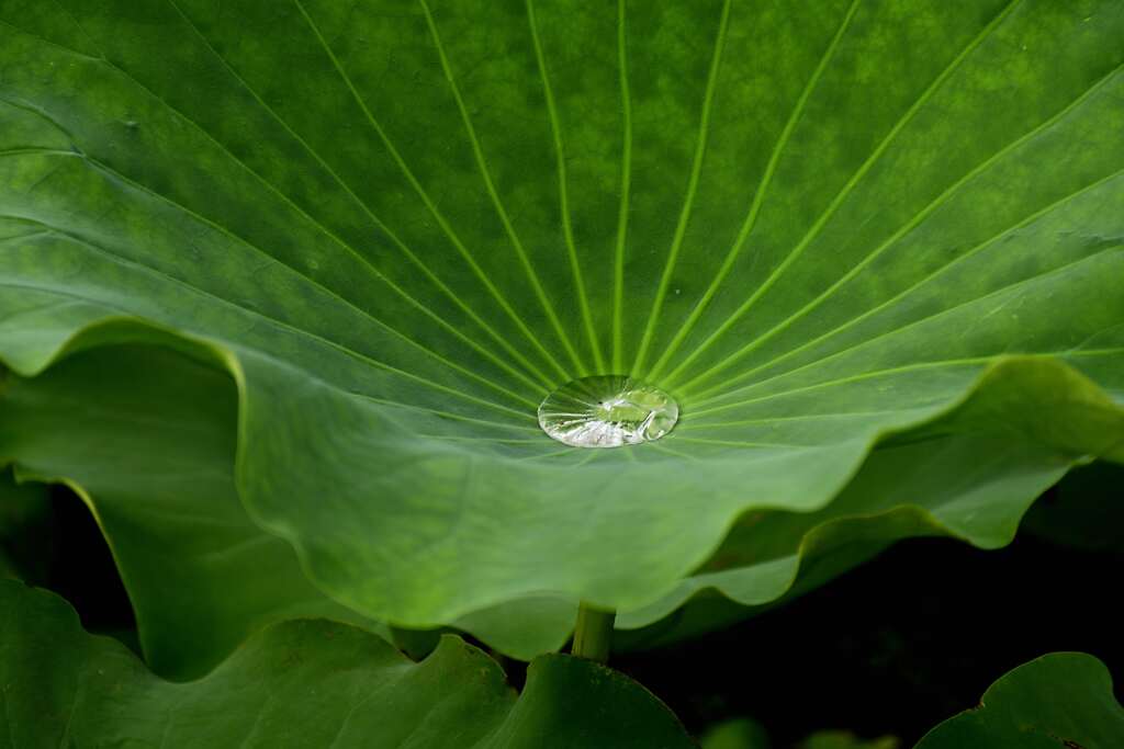 雨上がりの煌めき